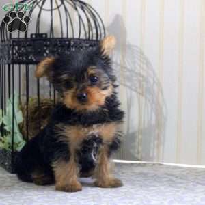Copper-Teacup, Yorkie Puppy