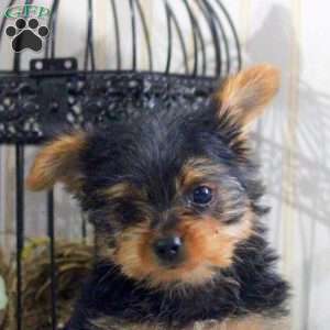 Copper-Teacup, Yorkie Puppy