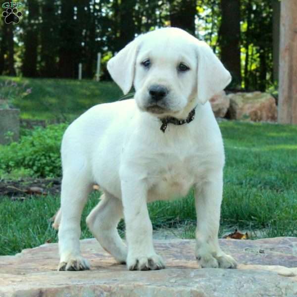 Cora, Yellow Labrador Retriever Puppy