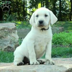 Cora, Yellow Labrador Retriever Puppy