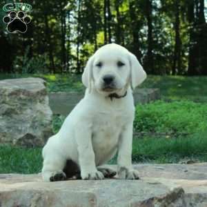 Cora, Yellow Labrador Retriever Puppy