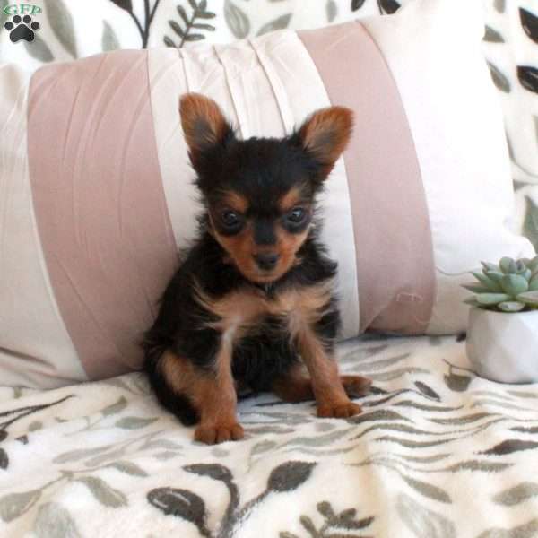 Corabelle, Yorkie Puppy