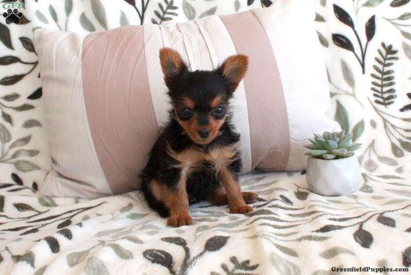 Corabelle (Yorkshire Terrier, Female) in Quarryville, PA