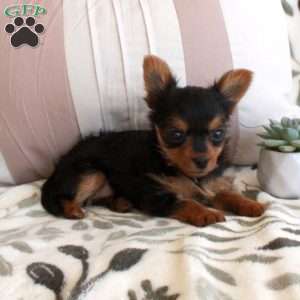 Corabelle, Yorkie Puppy