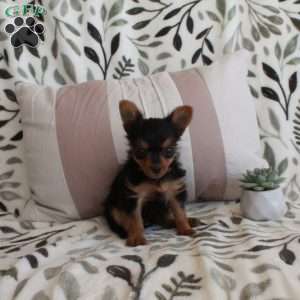 Corabelle, Yorkie Puppy