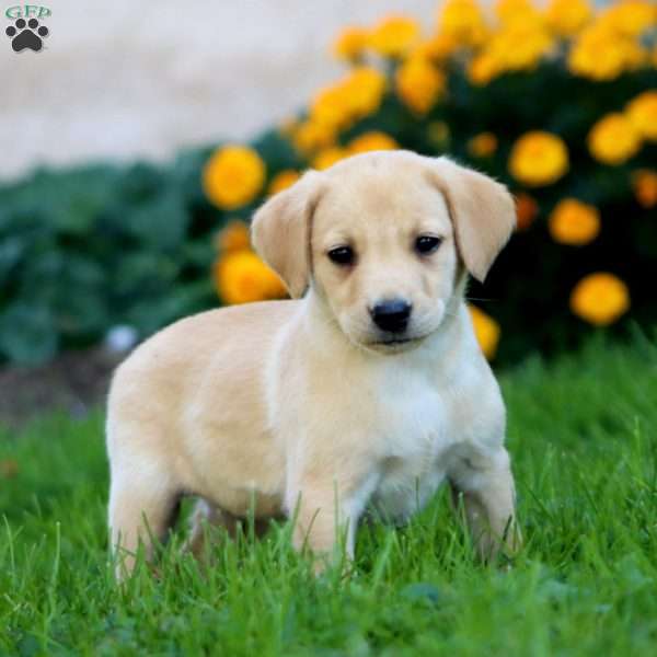 Crissy, Fox Red Labrador Retriever Puppy