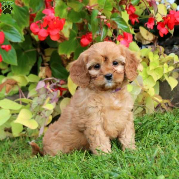 Crissy, Cavapoo Puppy