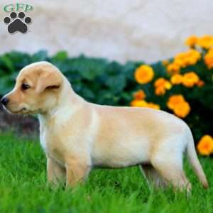 Crissy, Fox Red Labrador Retriever Puppy