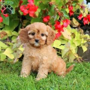 Crissy, Cavapoo Puppy