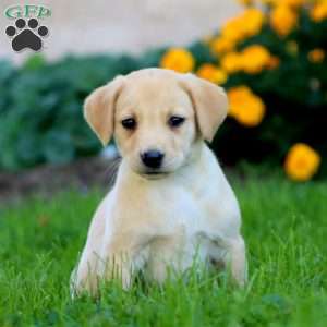 Crissy, Fox Red Labrador Retriever Puppy