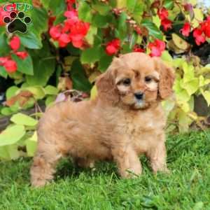 Crissy, Cavapoo Puppy