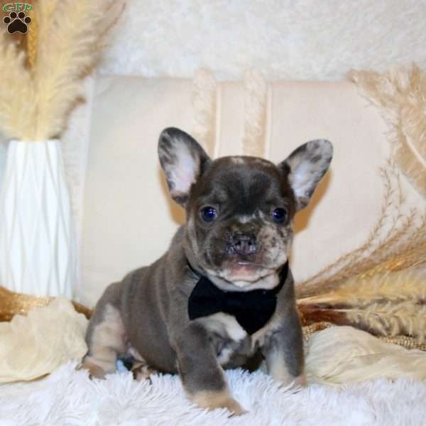 Cruiser, French Bulldog Puppy