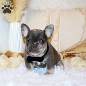 Cruiser, French Bulldog Puppy