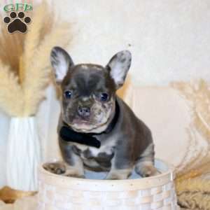 Cruiser, French Bulldog Puppy