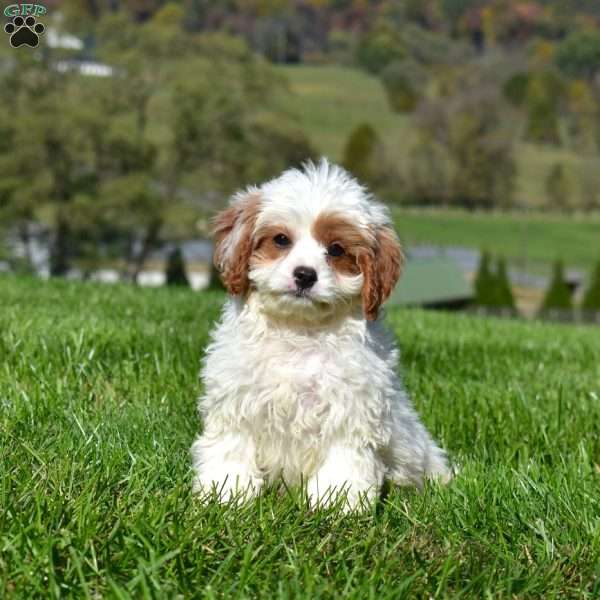 Cubby, Cavapoo Puppy