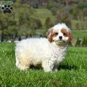 Cubby, Cavapoo Puppy