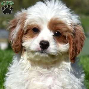 Cubby, Cavapoo Puppy
