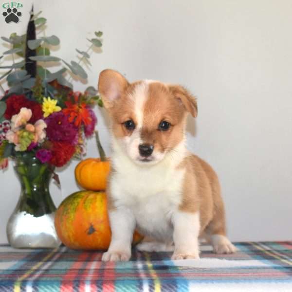 Cuddly, Pembroke Welsh Corgi Puppy