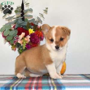Cuddly, Pembroke Welsh Corgi Puppy