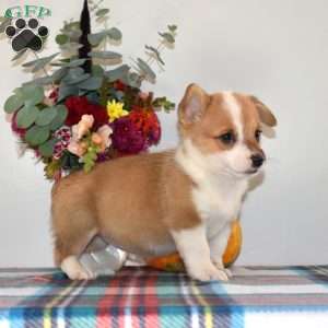 Cuddly, Pembroke Welsh Corgi Puppy