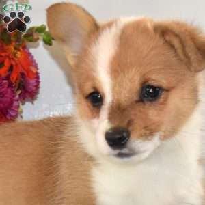 Cuddly, Pembroke Welsh Corgi Puppy