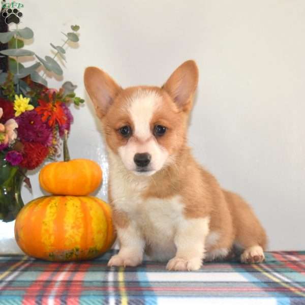 Cutie, Pembroke Welsh Corgi Puppy