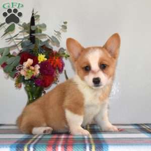 Cutie, Pembroke Welsh Corgi Puppy