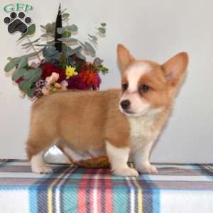 Cutie, Pembroke Welsh Corgi Puppy