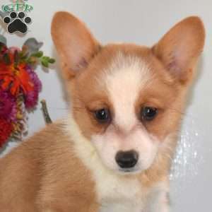 Cutie, Pembroke Welsh Corgi Puppy