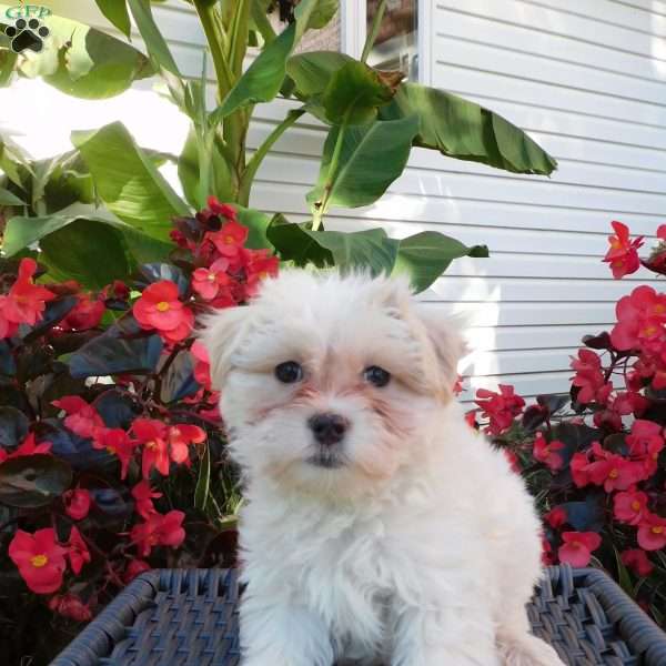 Gracie, Maltipoo Puppy