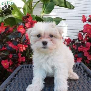 Gracie, Maltipoo Puppy