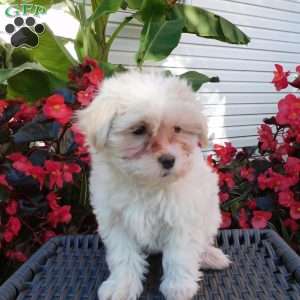 Gracie, Maltipoo Puppy