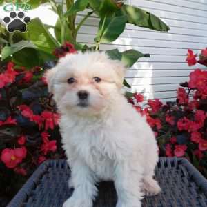 Gracie, Maltipoo Puppy