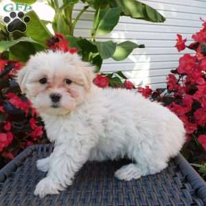 Gracie, Maltipoo Puppy