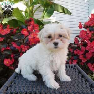 Gracie, Maltipoo Puppy