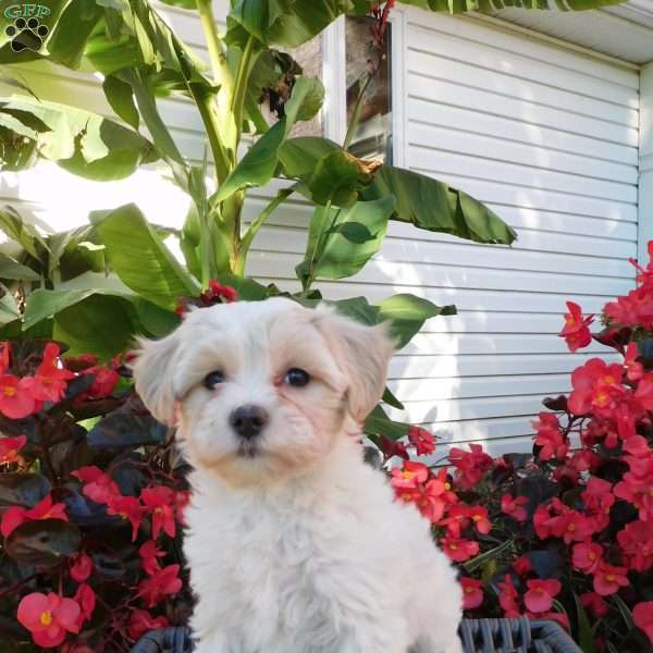Misty, Maltipoo Puppy