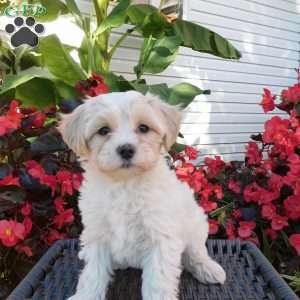 Misty, Maltipoo Puppy