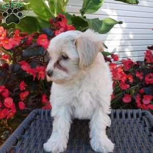 Misty, Maltipoo Puppy
