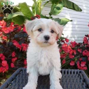 Misty, Maltipoo Puppy