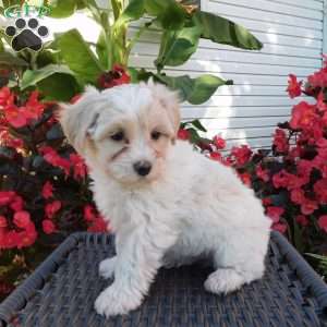 Misty, Maltipoo Puppy