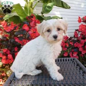 Misty, Maltipoo Puppy