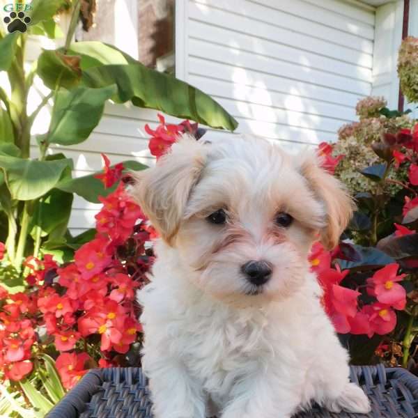 Bella, Maltipoo Puppy