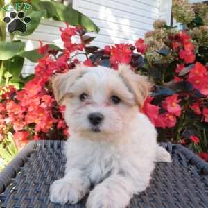 Bella, Maltipoo Puppy