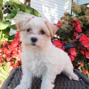 Bella, Maltipoo Puppy