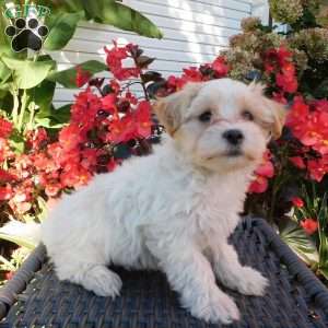 Bella, Maltipoo Puppy