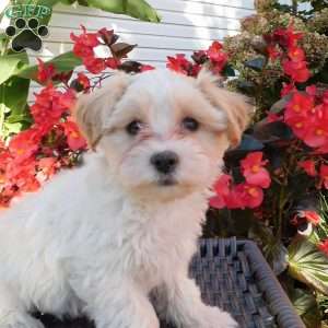 Bella, Maltipoo Puppy