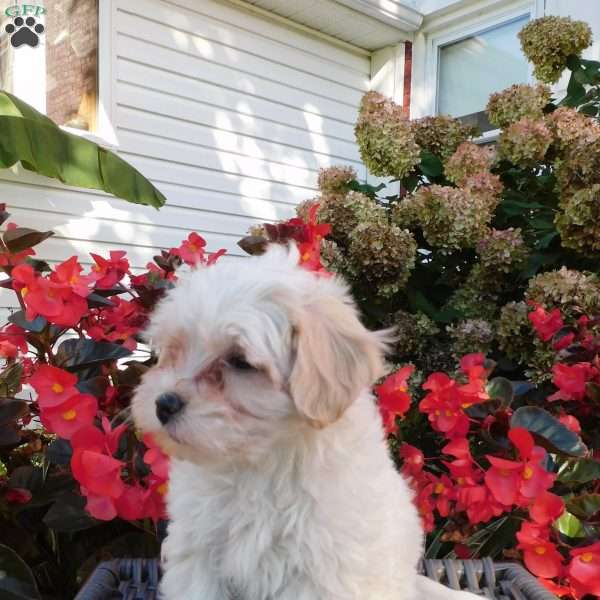 Sweetpea, Maltipoo Puppy