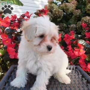 Sweetpea, Maltipoo Puppy