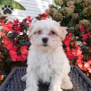 Sweetpea, Maltipoo Puppy