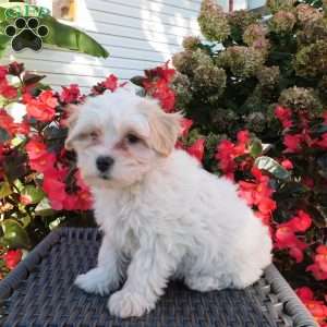 Sweetpea, Maltipoo Puppy